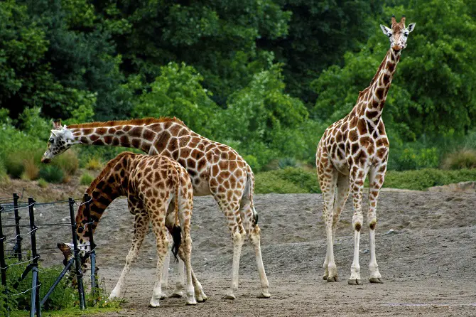 Beautiful Giraffes
