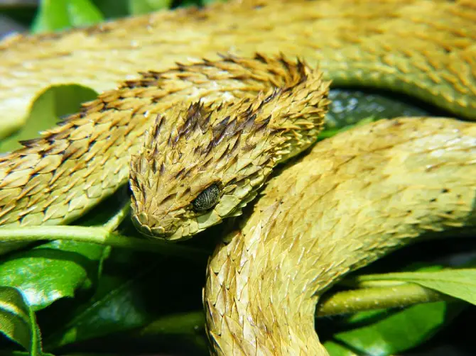 Bush Viper