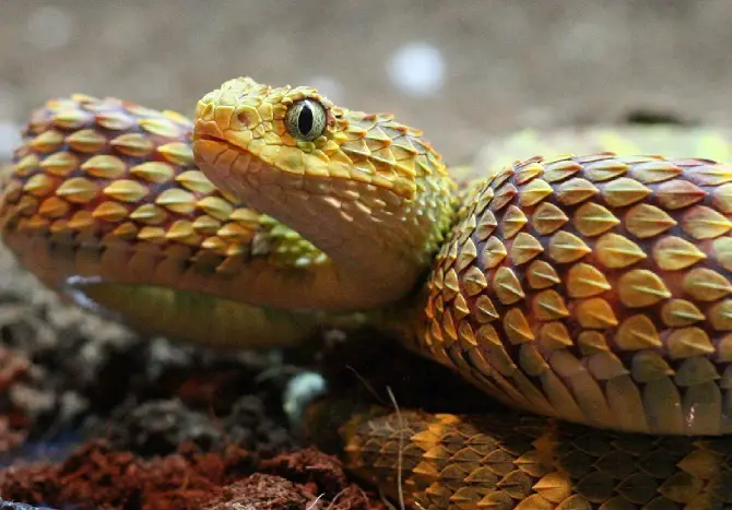 Atheris hispida, Rough-scaled Bush Viper www.matthieu-berro…