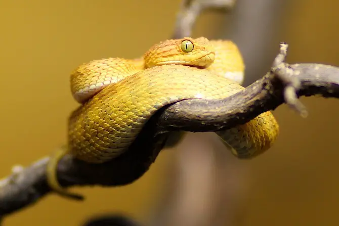 Bush Viper