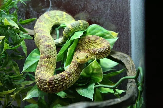 Bush Viper