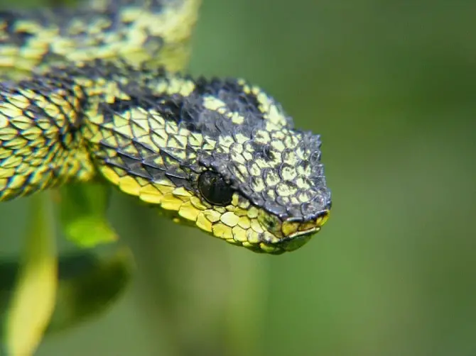 Bush Viper