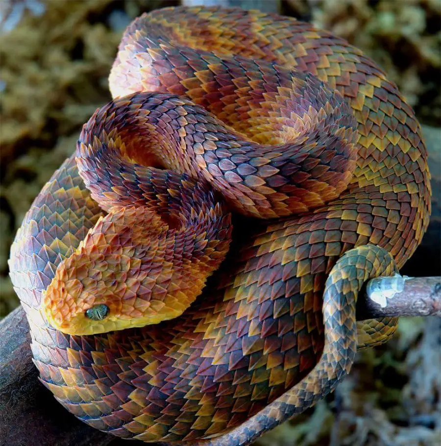 Bush Viper