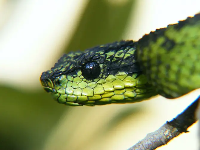 Bush Viper