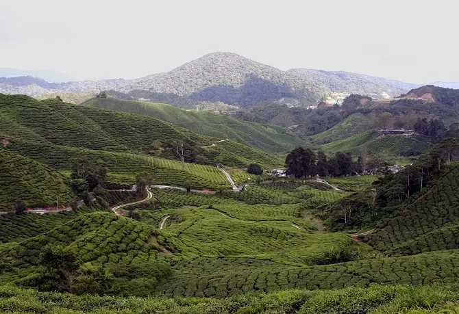 Cameron Highlands