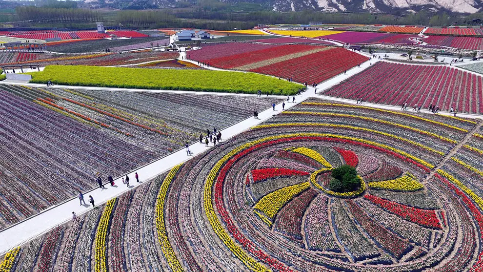 China’s Tulip Fields