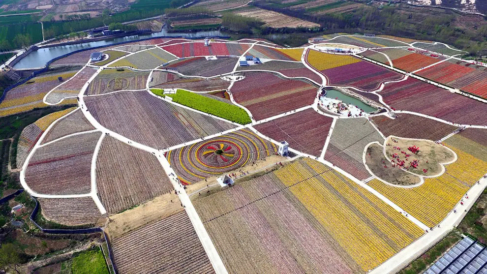 China’s Tulip Fields