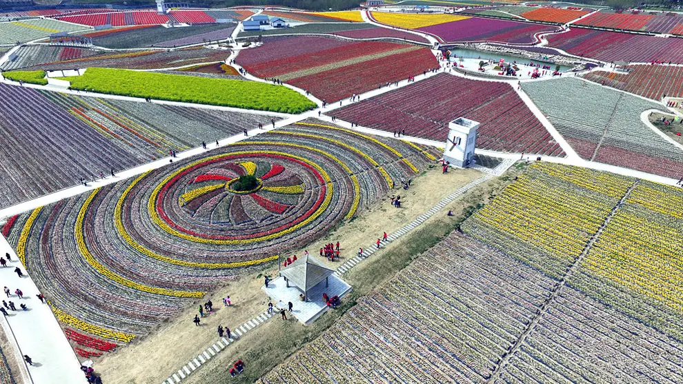 China’s Tulip Fields