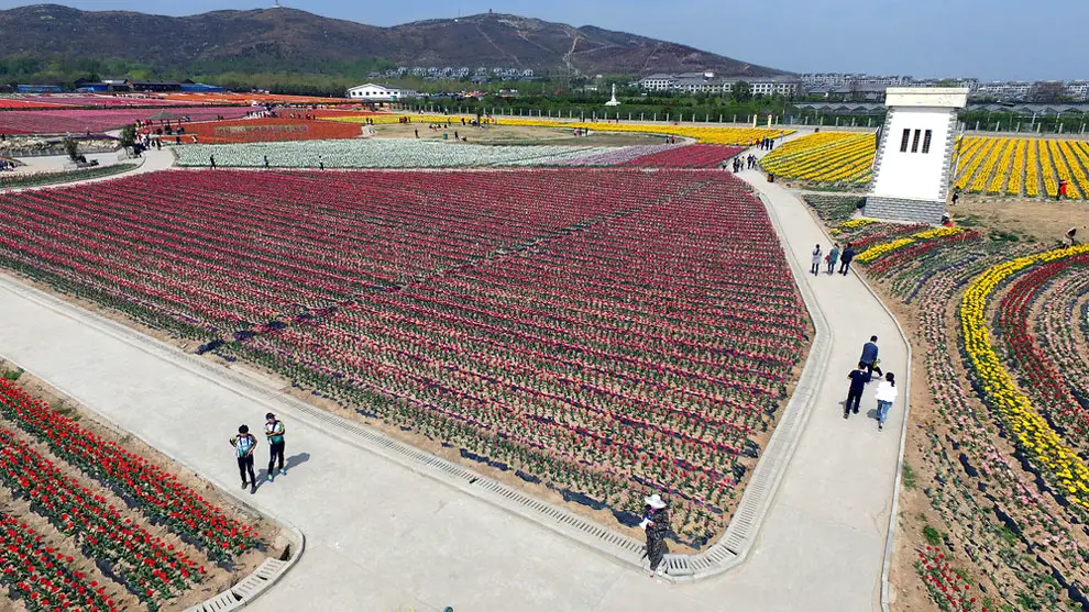 China’s Tulip Fields