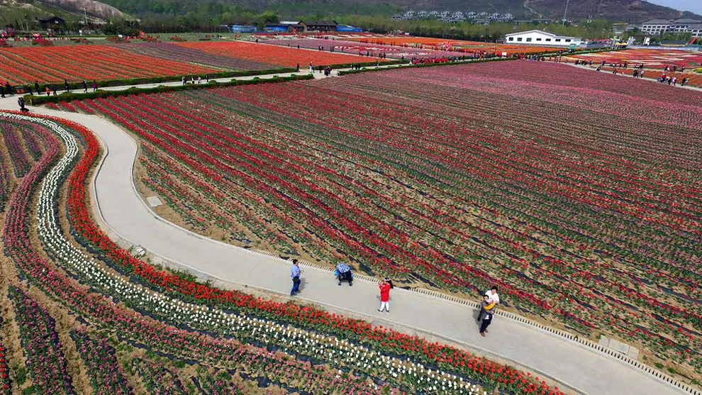 China’s Tulip Fields