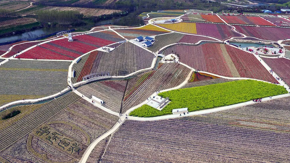 China’s Tulip Fields