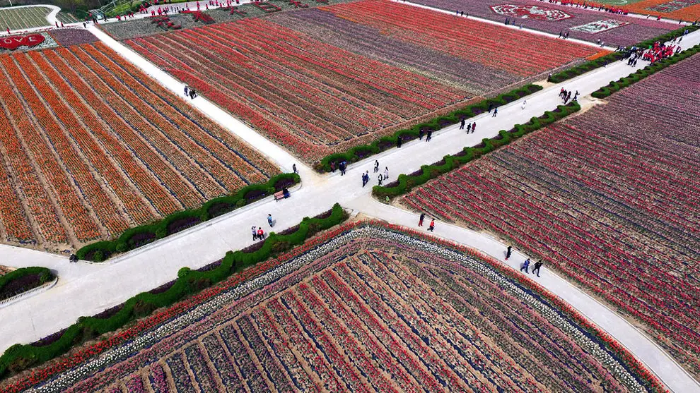 China’s Tulip Fields