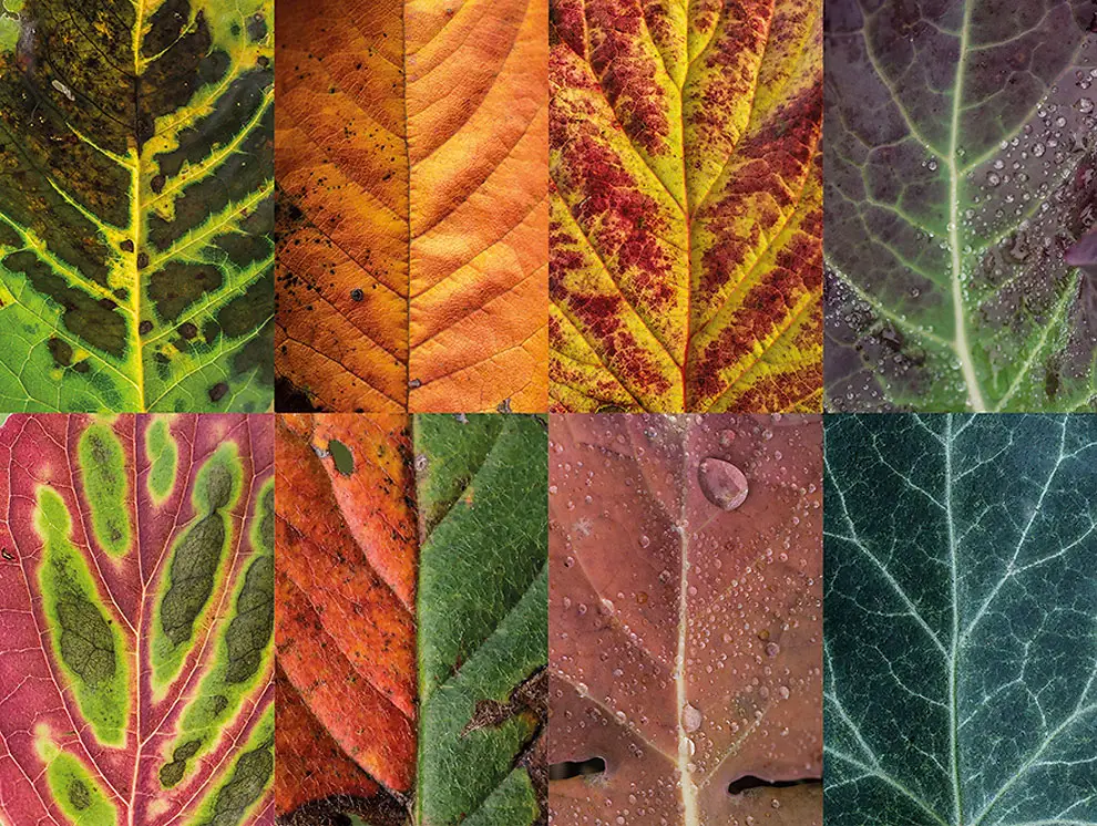 Diverse and Imperfect leaves 