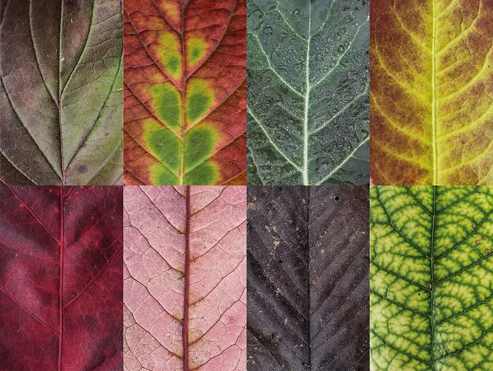 Diverse and Imperfect leaves 