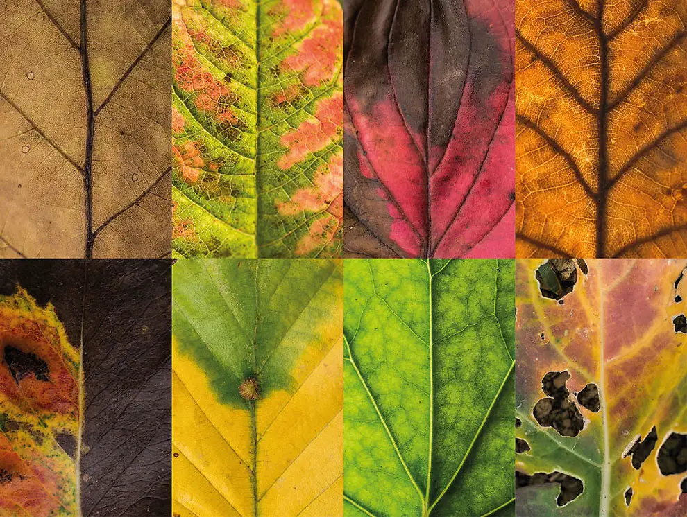 Diverse and Imperfect leaves