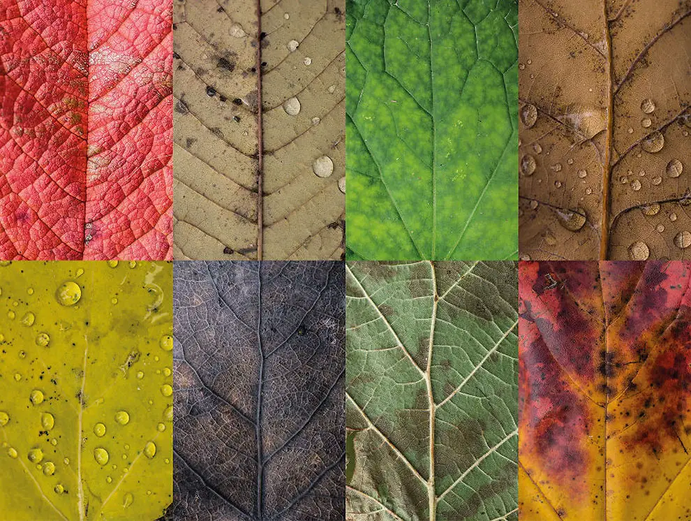 Diverse and Imperfect leaves