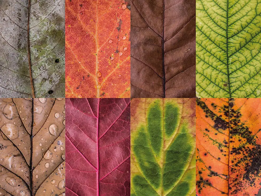 Diverse and Imperfect leaves 