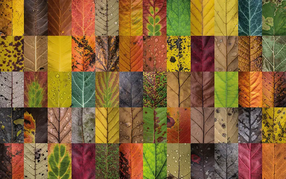 Diverse and Imperfect leaves
