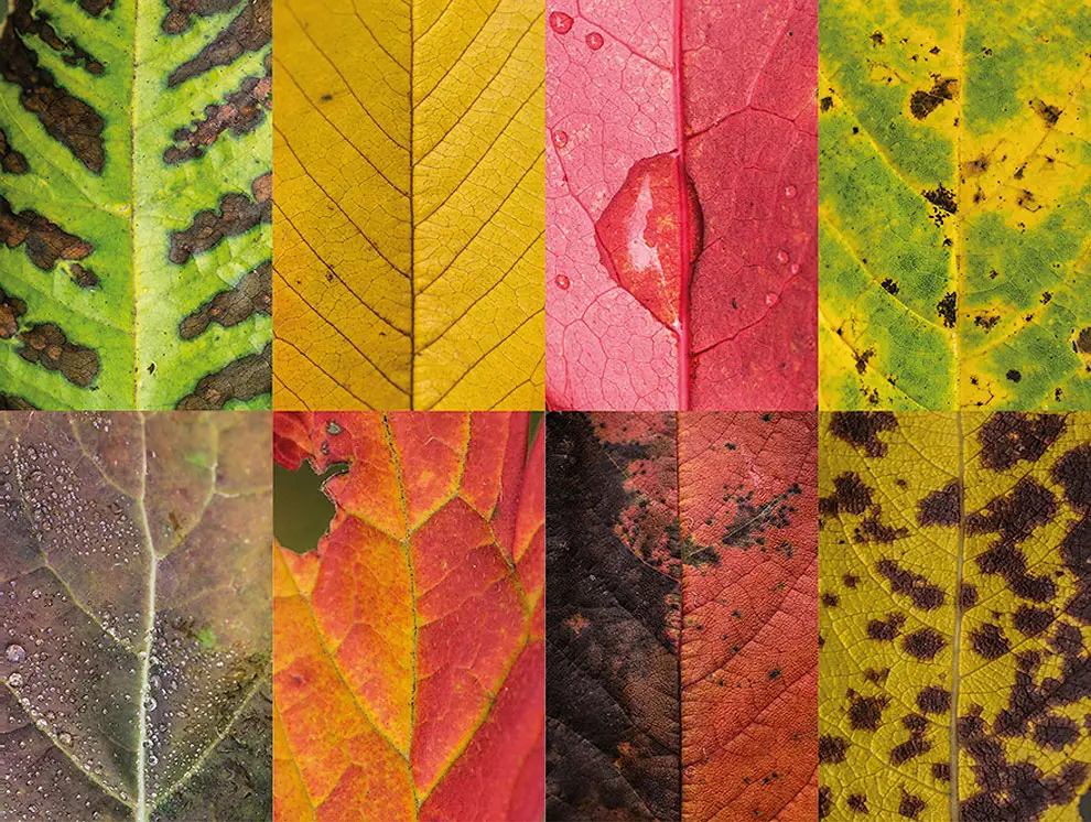 Diverse and Imperfect leaves 