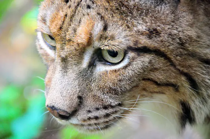 Eurasian lynx