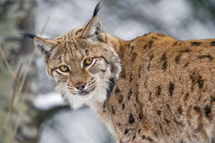 Eurasian lynx