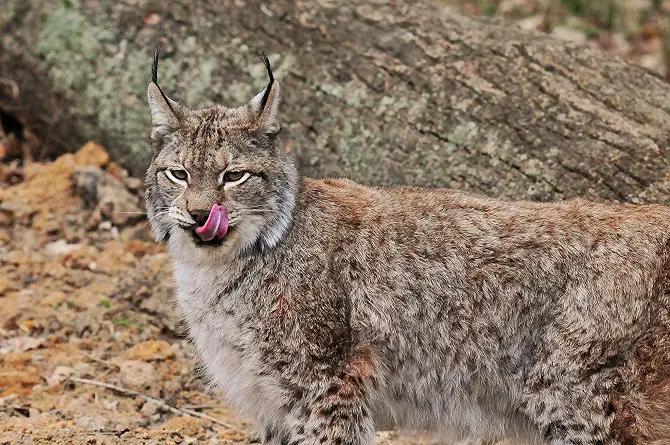 Eurasian lynx