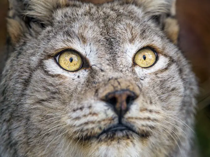 Eurasian lynx