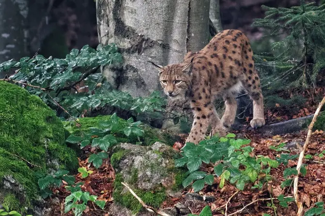 Eurasian lynx