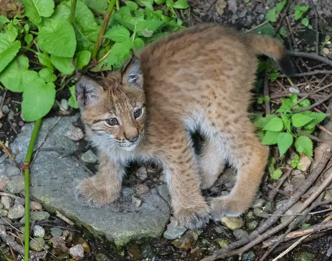 Eurasian lynx