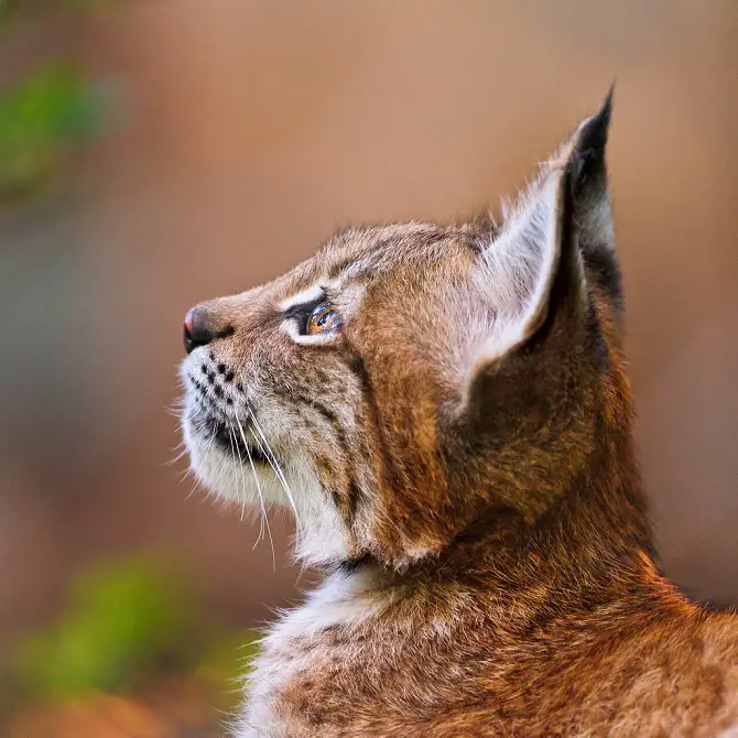 Eurasian lynx