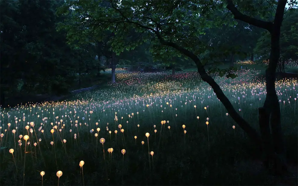 Field Of Light