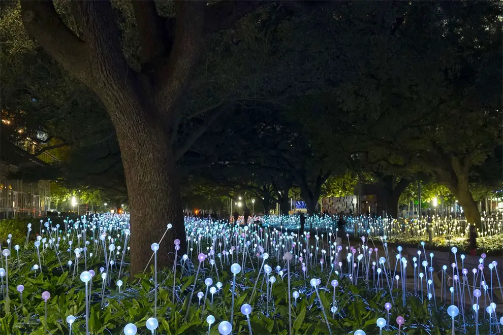 Field Of Light