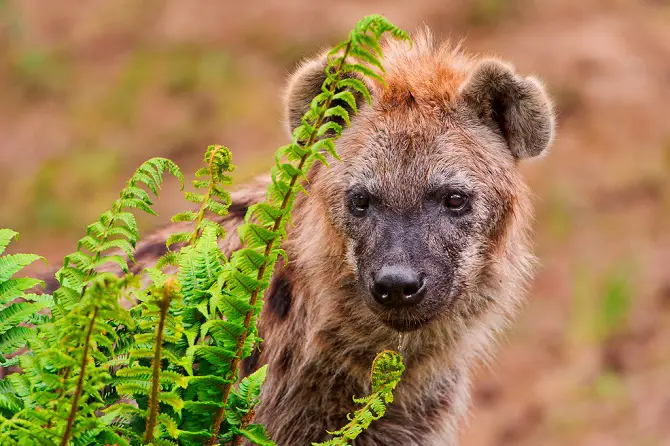 Hyena Pups