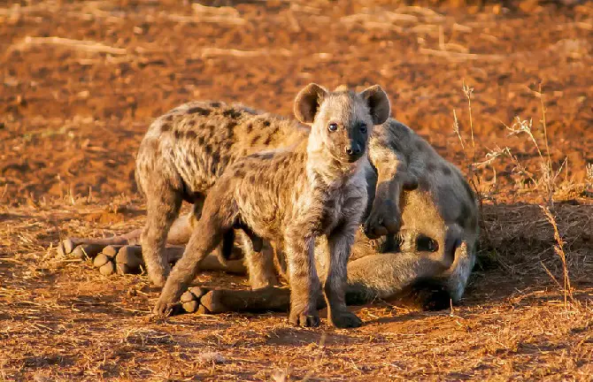 Hyena Pups