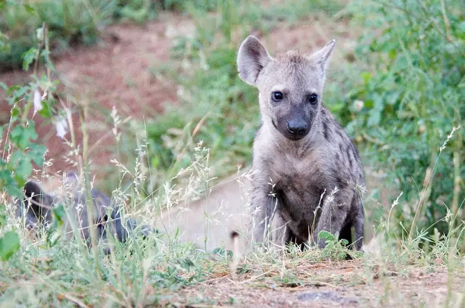 Hyena Pups