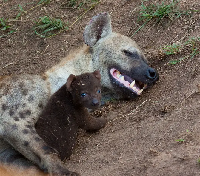 Hyena Pups