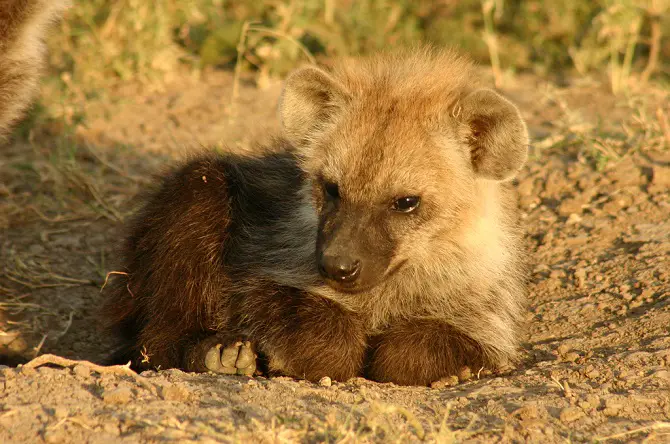 Hyena Pups