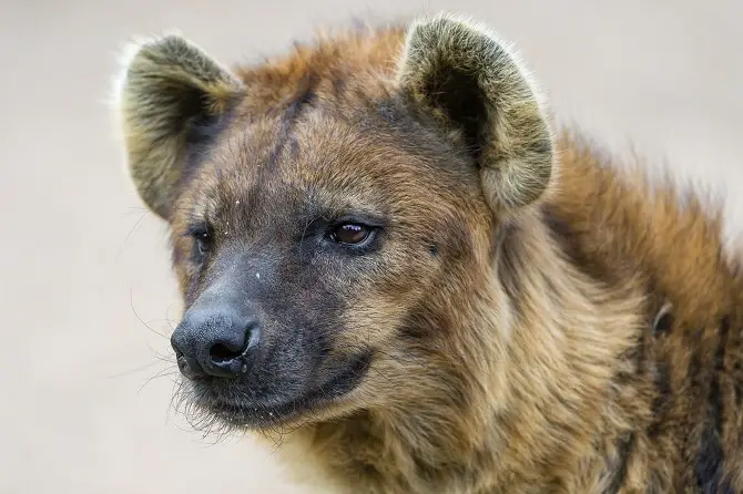 Hyena Pups