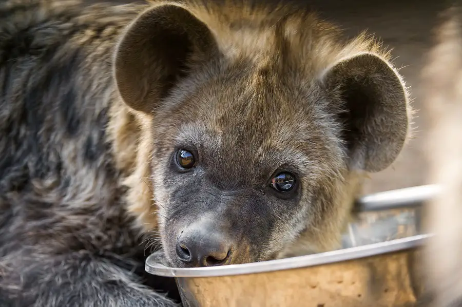 Hyena Pups