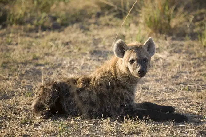 Hyena Pups