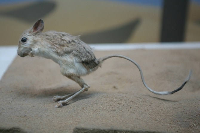 Jerboa