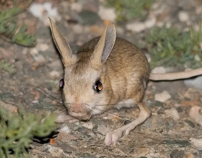 Jerboa