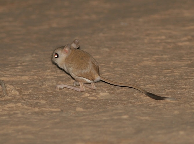 Jerboa