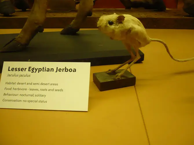 Jerboa