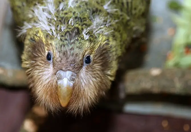 Kakapo