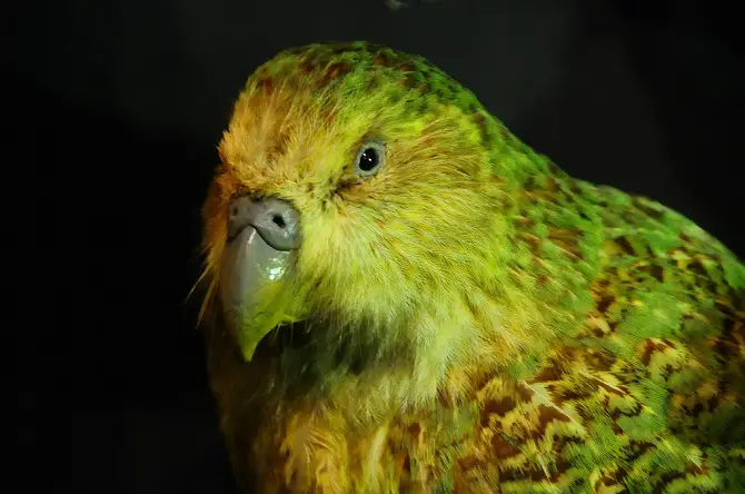 Kakapo