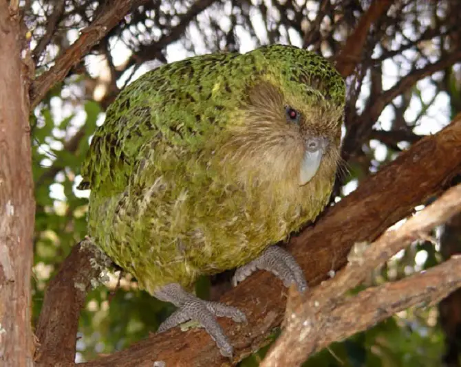 Kakapo