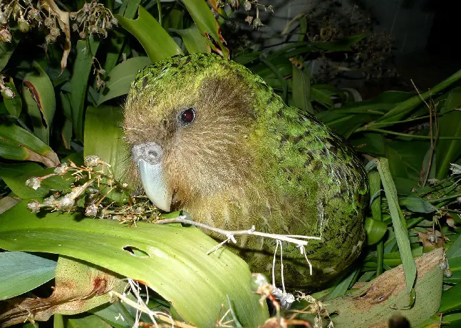 Kakapo