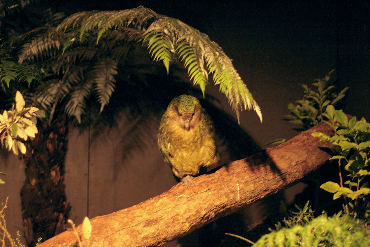 Kakapo