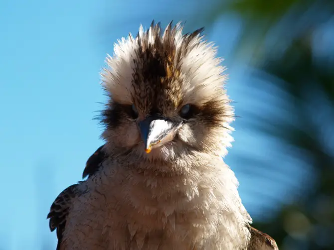 Kookaburra